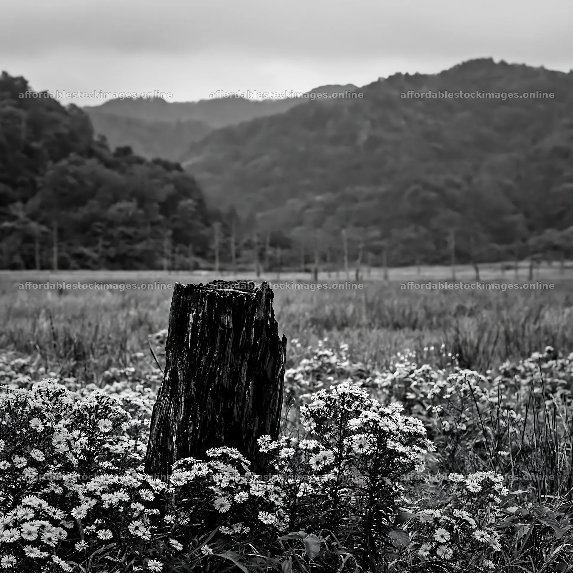 Fukushima native meadow with weathered stump – stock images 7938x7938