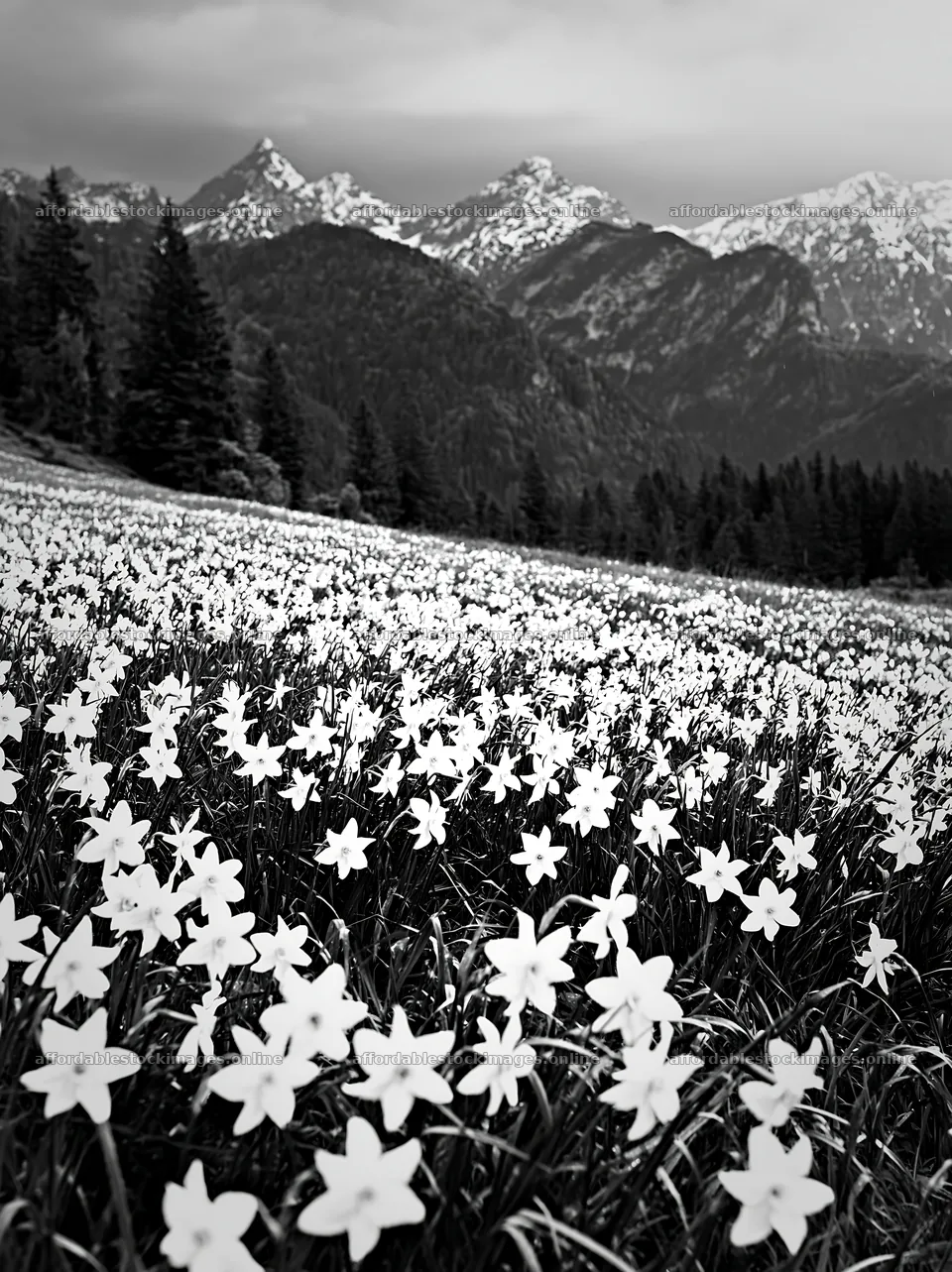 Meadow covered with white flowers and mountains in the – stock images 6866x9174