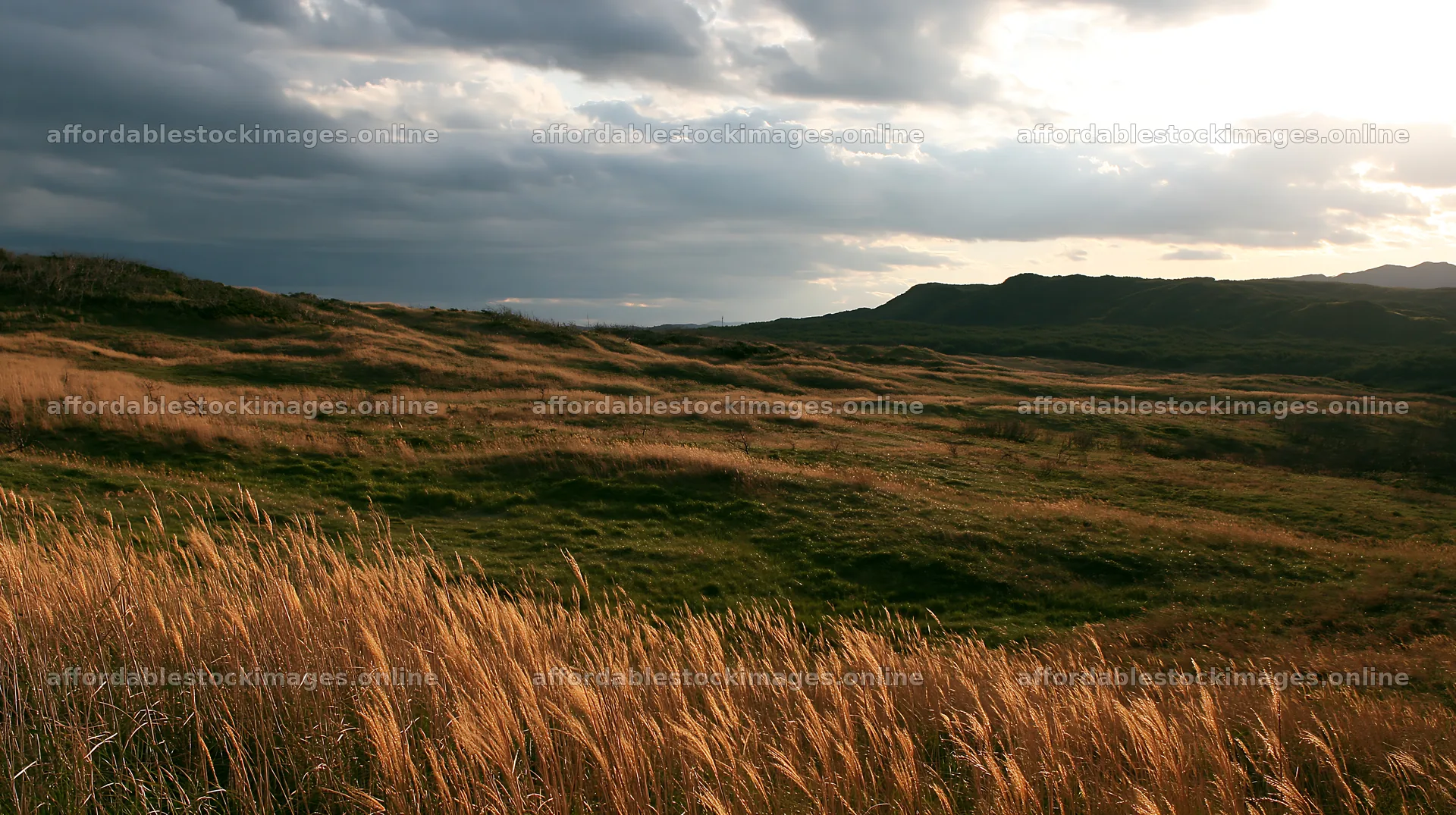 Tottori windy meadow with dune grasses under cloudy sky – stock images 10608x5938