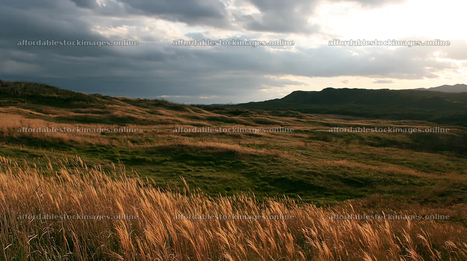 Tottori windy meadow with dune grasses under cloudy sky – stock images 10608x5938