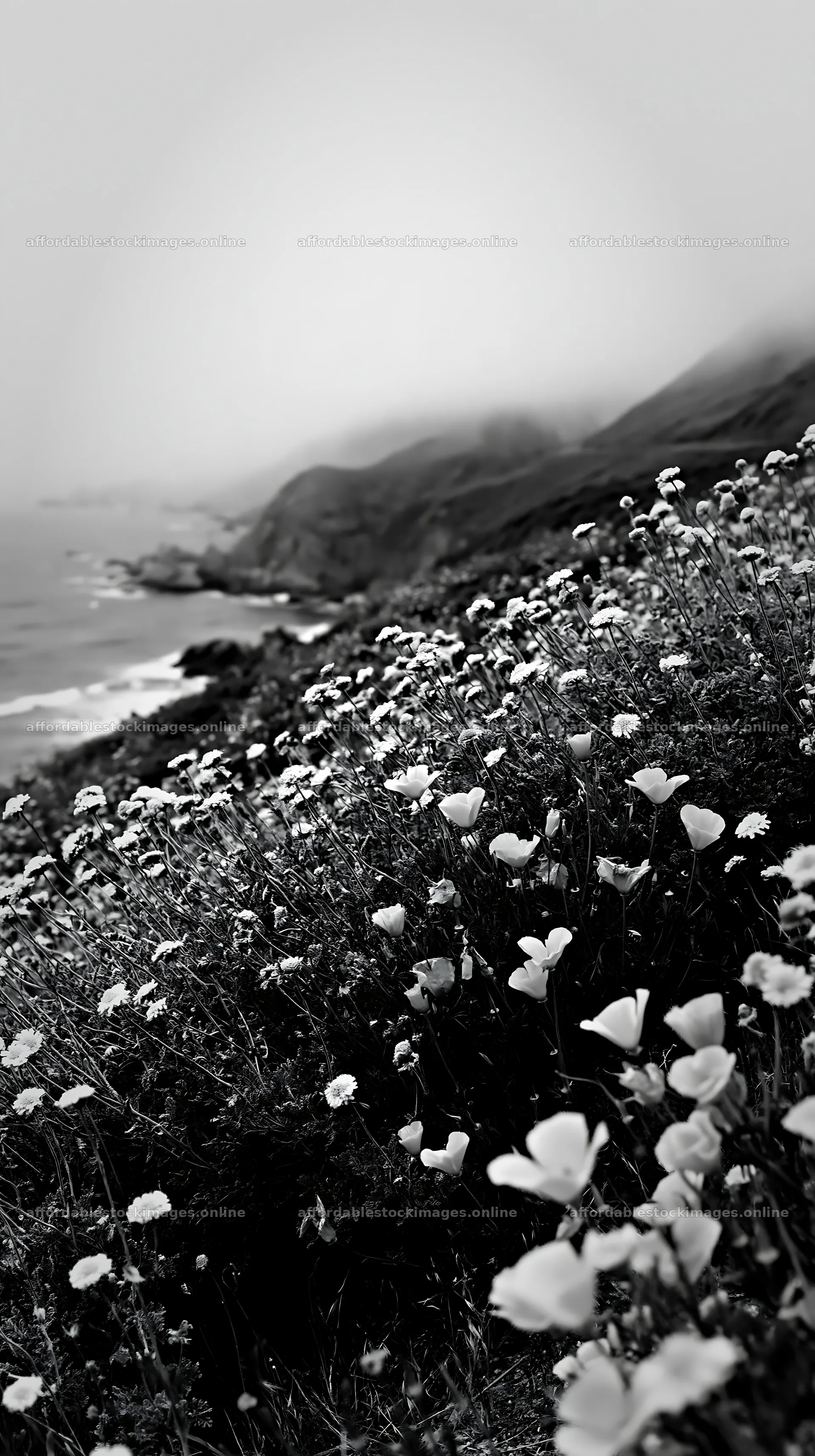 Beachside flower meadow along the coast with clouds above – stock images 5938x10608