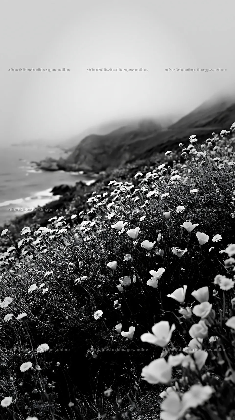 Beachside flower meadow along the coast with clouds above – stock images 5938x10608