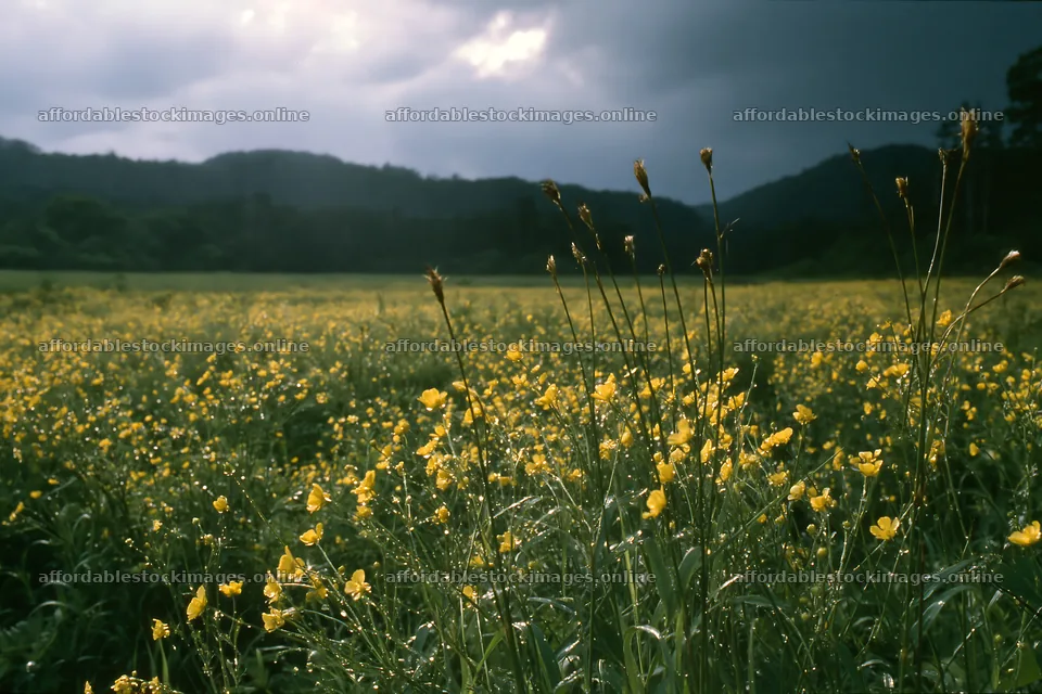 Iwate rain refreshed meadow seedhead foreground captures nature – stock images 9722x6480