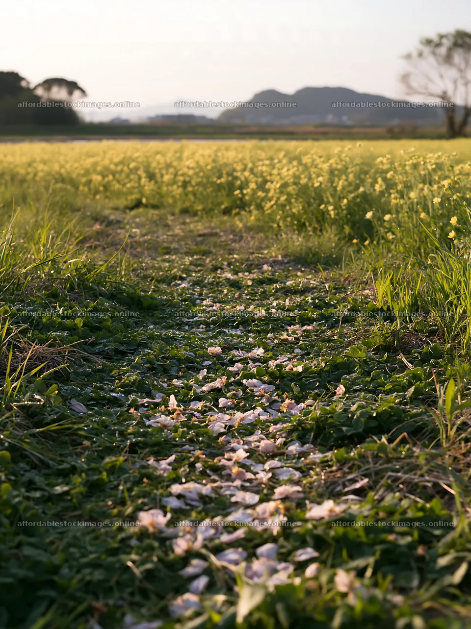 Fukuoka spring meadow with fallen blossoms in foreground – stock images 6866x9174