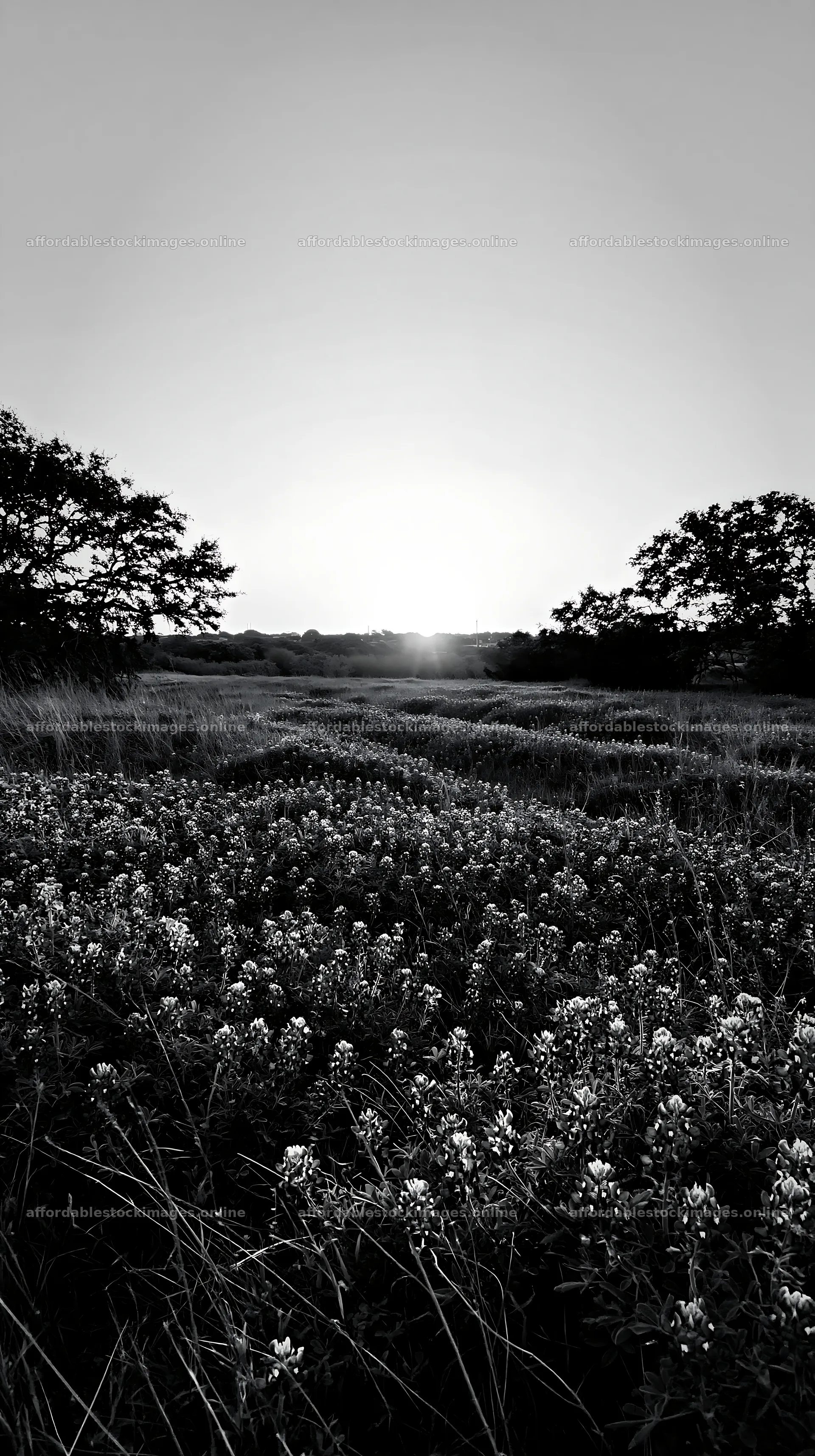 Bluebonnet meadow at sunrise with clear sky – stock images 5938x10608
