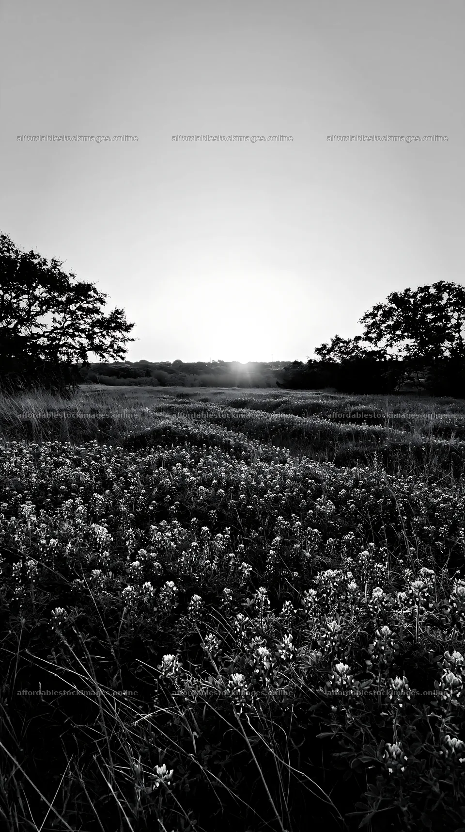 Bluebonnet meadow at sunrise with clear sky – stock images 5938x10608