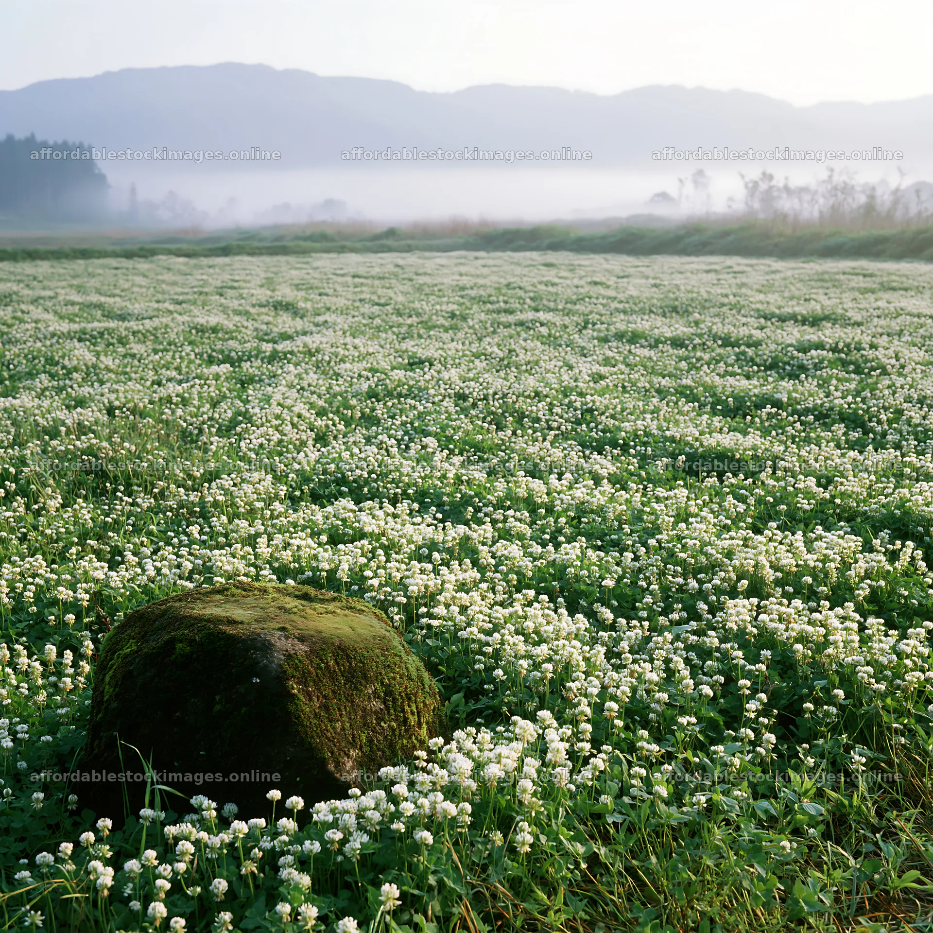 Miyagi spring recovery meadow mossy stone in green landscape – stock images 7938x7938