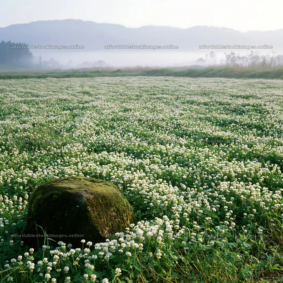 Miyagi spring recovery meadow mossy stone in green landscape – stock images 7938x7938