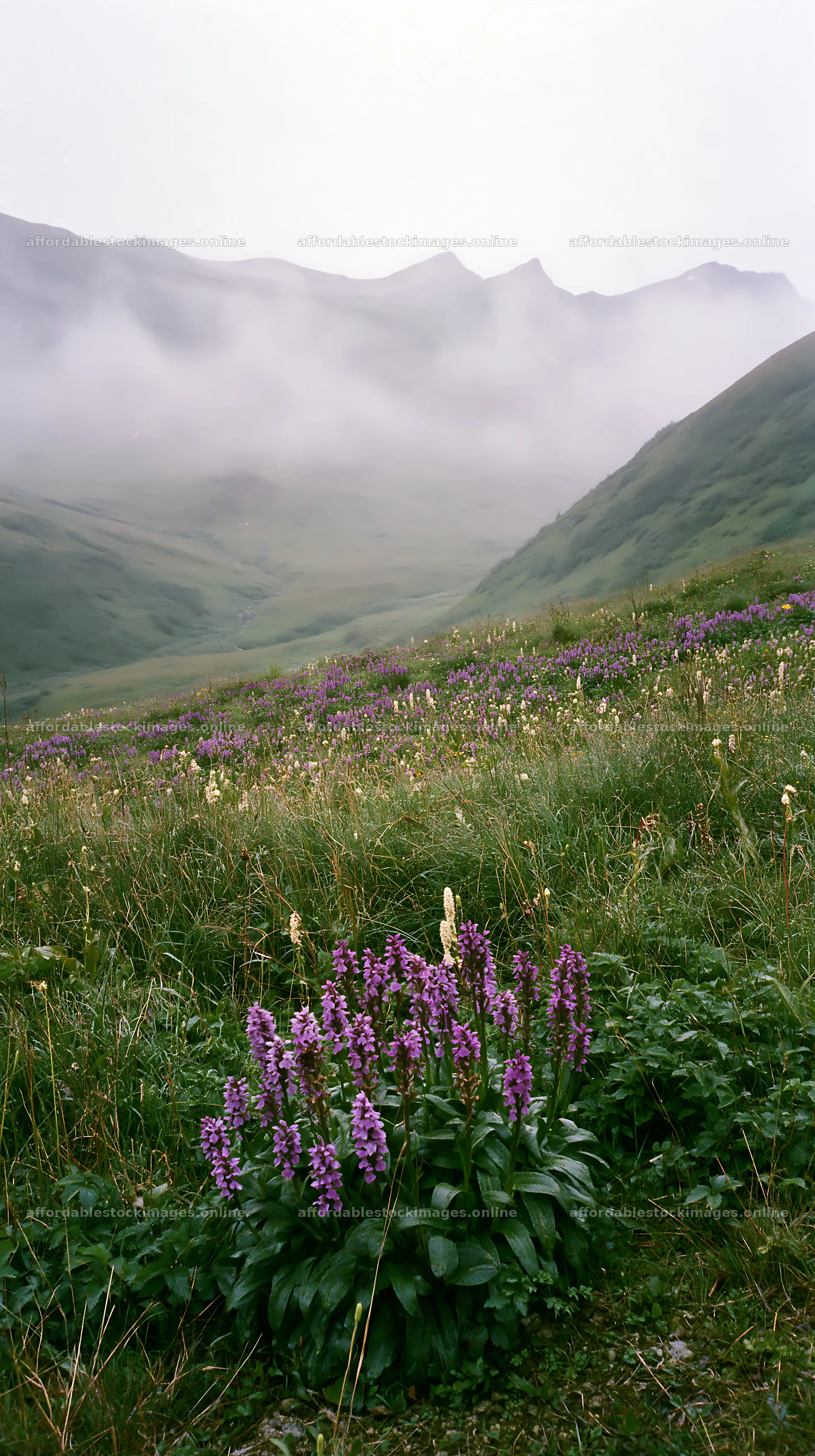 Wild orchid meadow with mountains and misty atmosphere – stock images 5938x10608