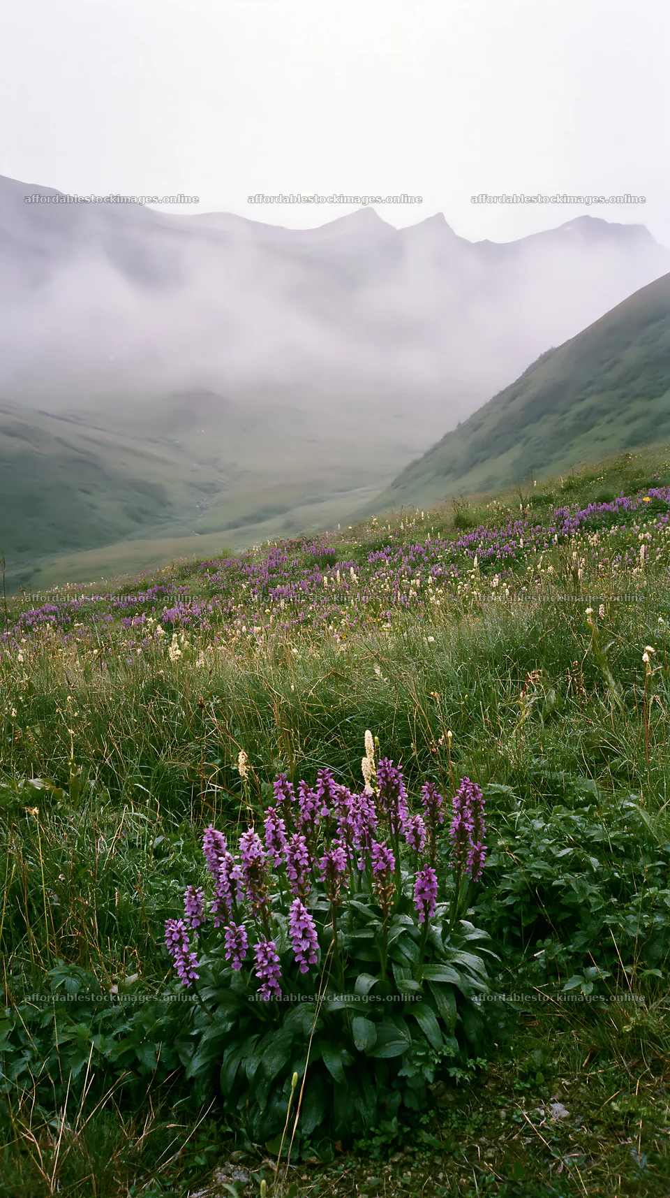 Wild orchid meadow with mountains and misty atmosphere – stock images 5938x10608