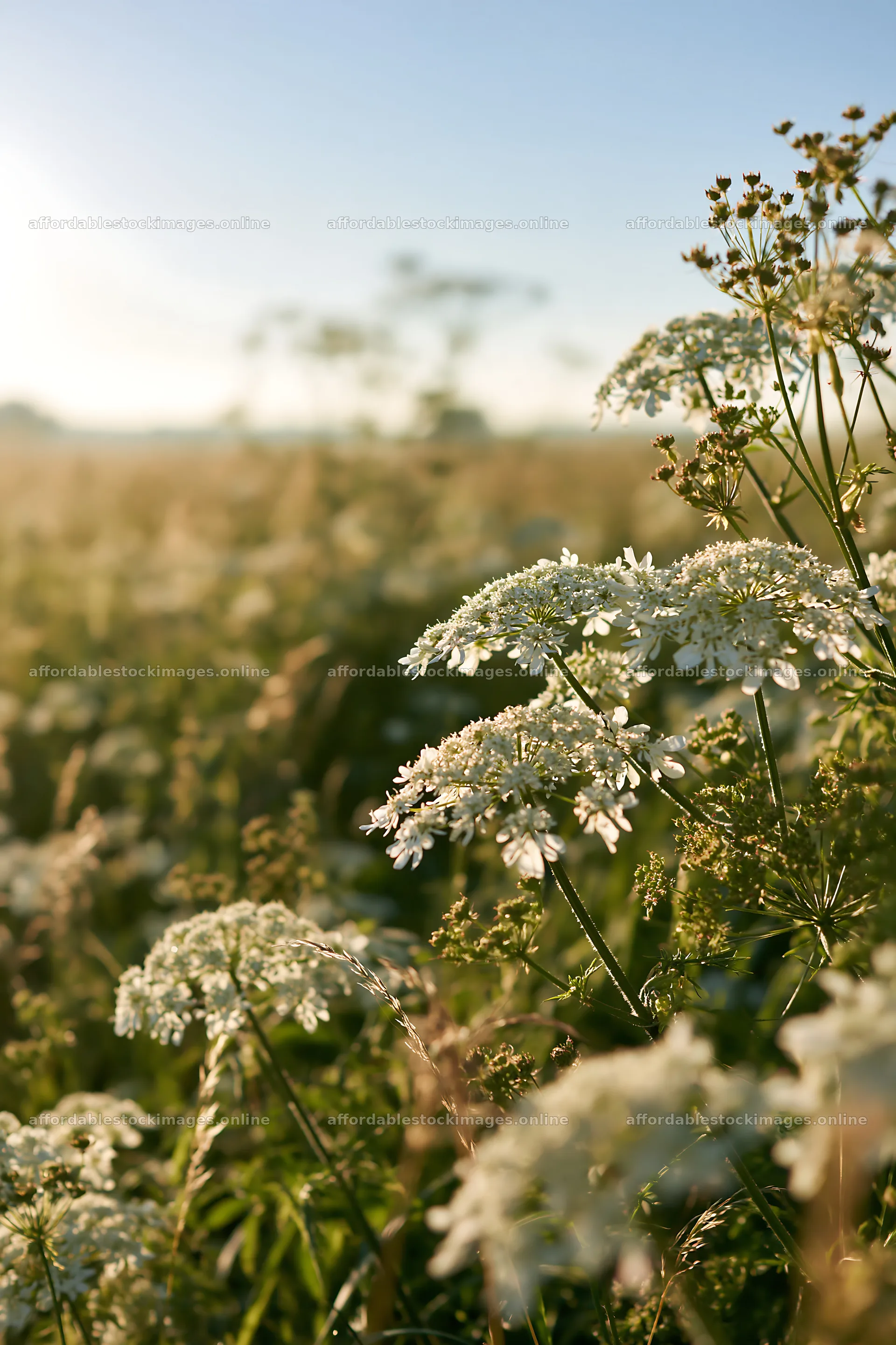 Sunny white umbel meadow with blooming flowers in the field – stock images 6480x9722