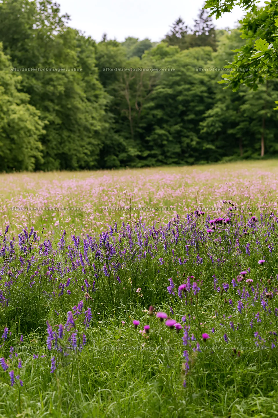 Flower meadow bordered by woodland in springtime – stock images 6480x9722