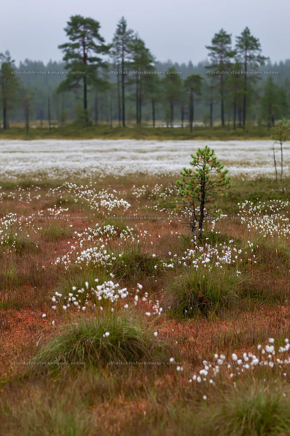 Cottongrass meadow glow under cloudy sky – stock images 6480x9722