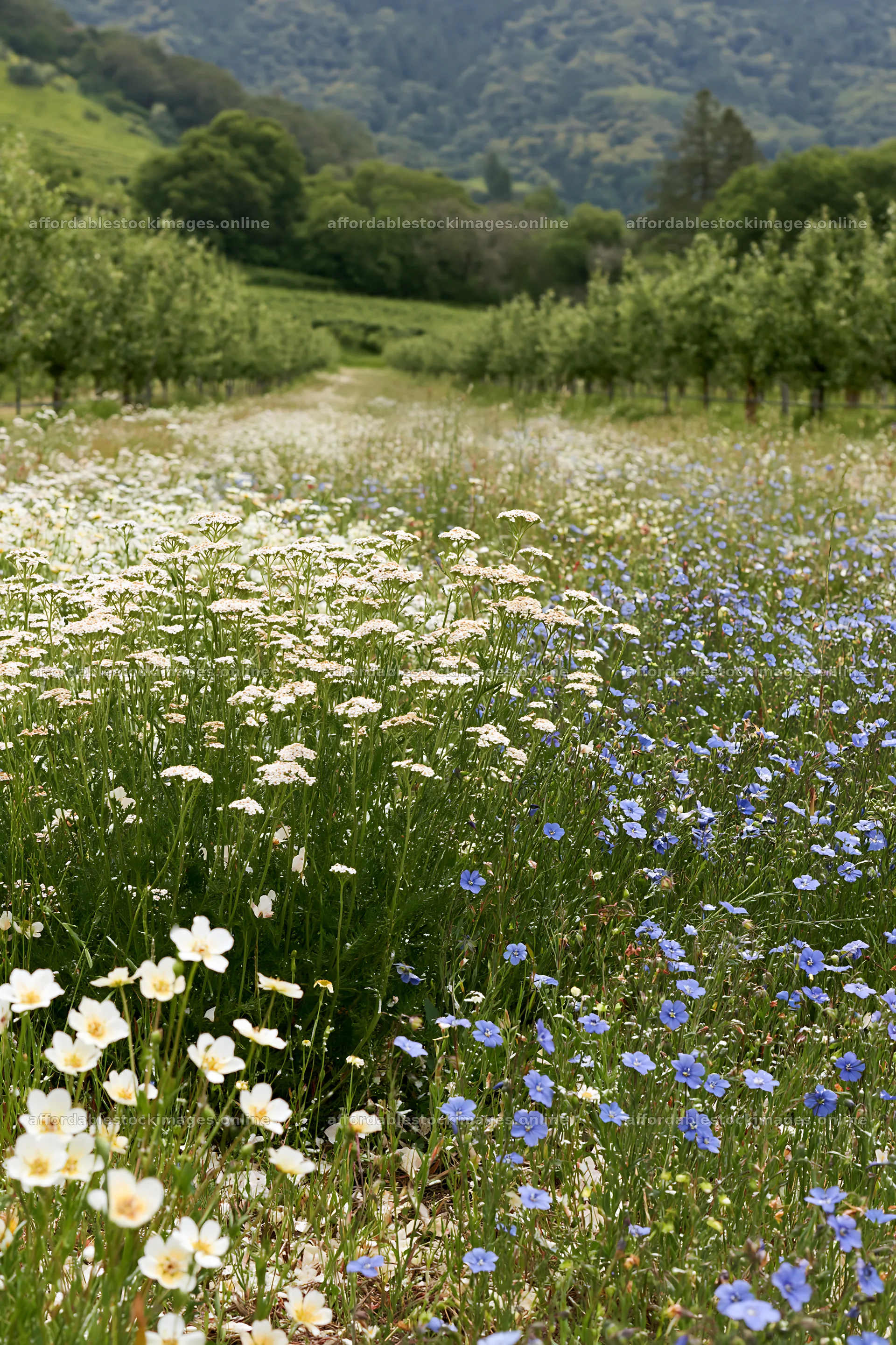 Foothill orchard meadow with blooming flowers – stock images 6480x9722