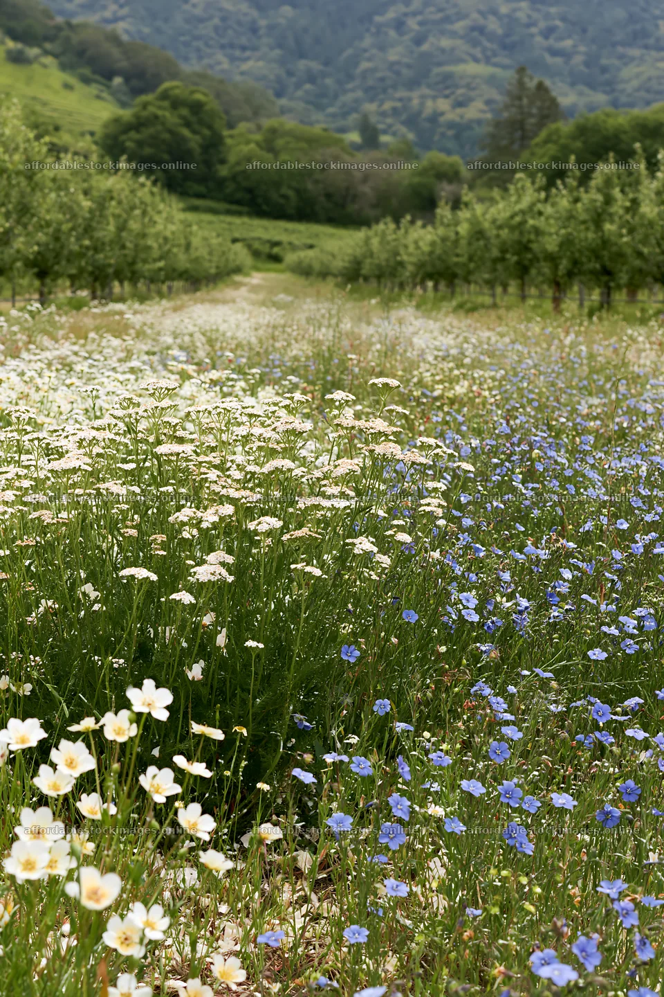 Foothill orchard meadow with blooming flowers – stock images 6480x9722