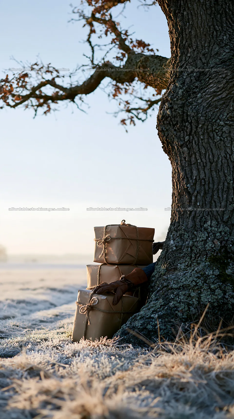 Gifts placed by a tree in a field at sunrise – stock images 5938x10608