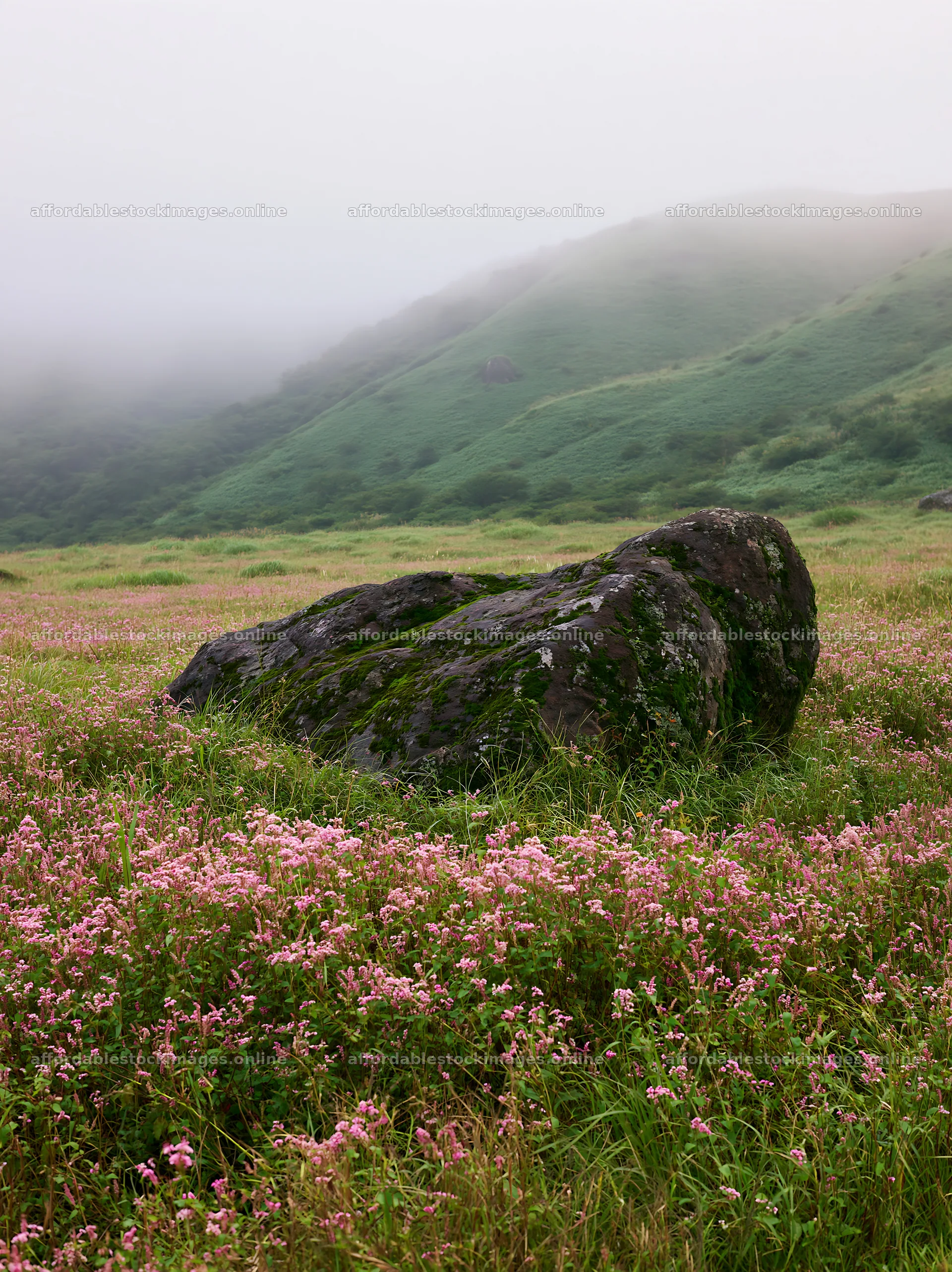 Moss covered stone in misty meadow of Shimane – stock images 6866x9174