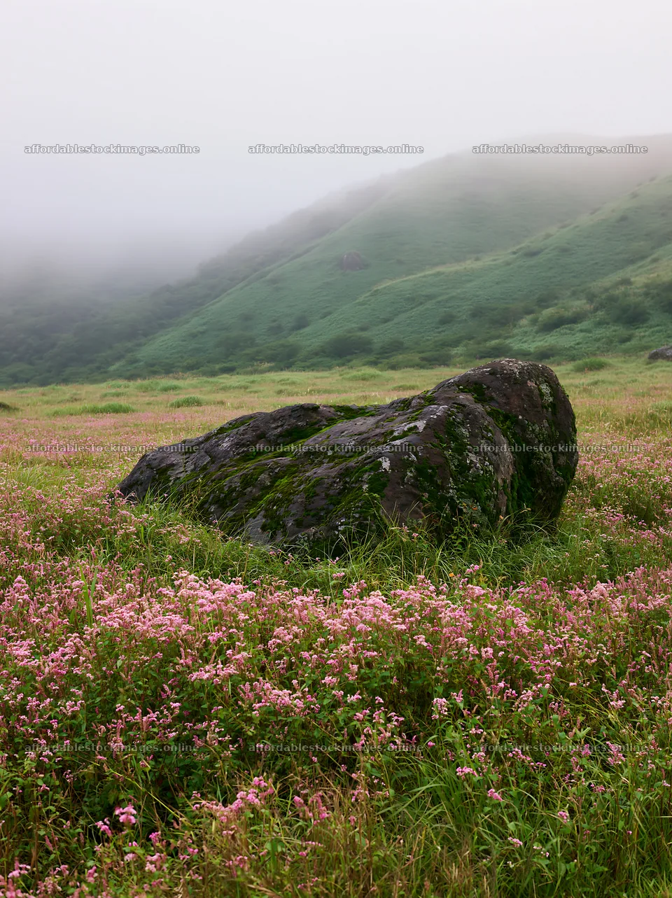 Moss covered stone in misty meadow of Shimane – stock images 6866x9174
