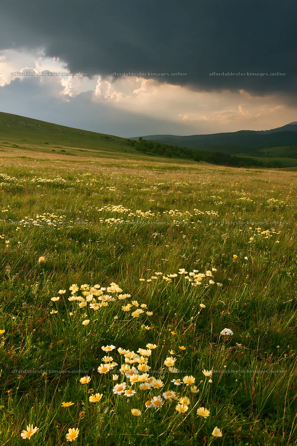 Summer hay meadow landscape in Transylvania – stock images 6480x9722