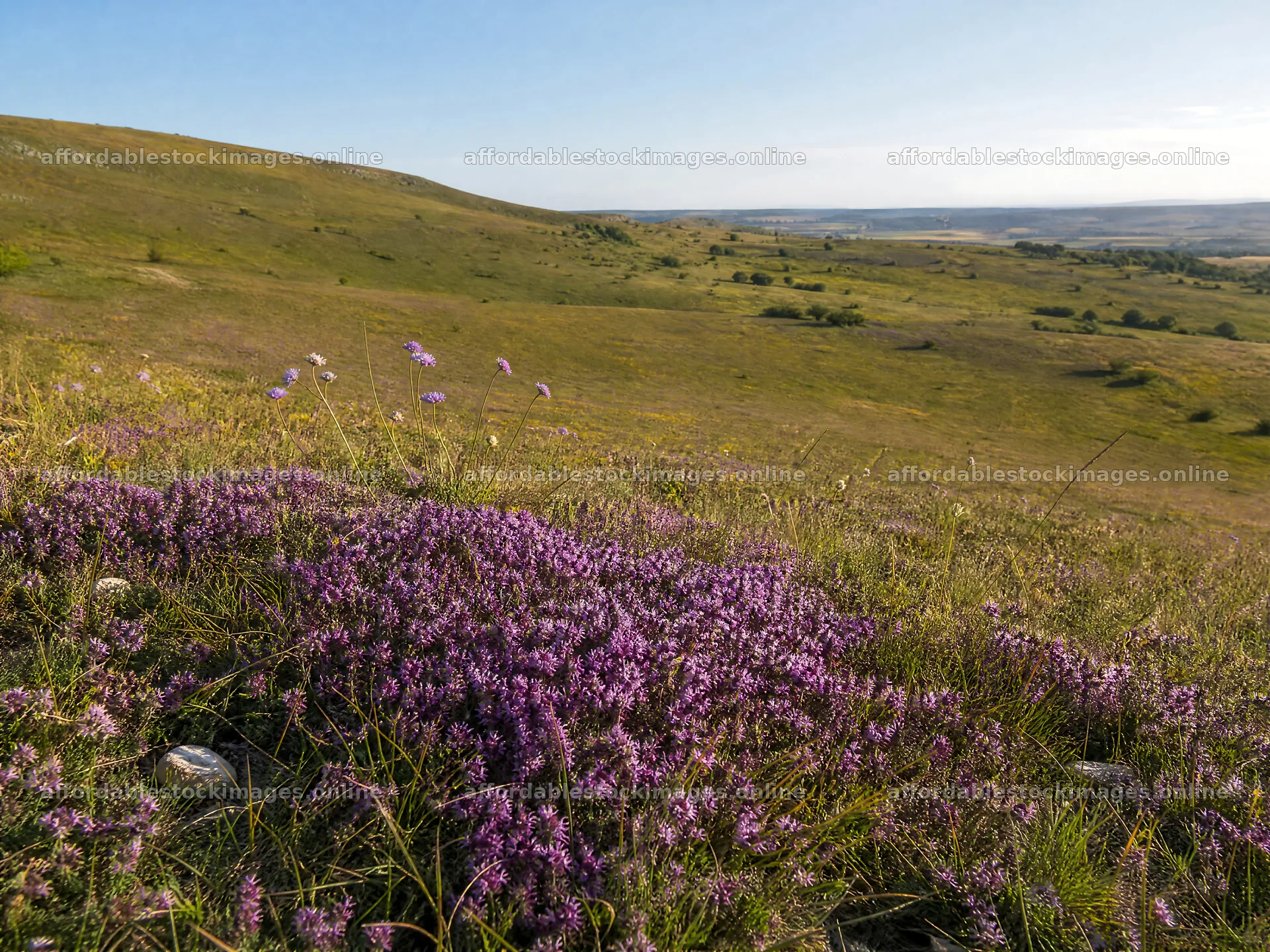 Sunny meadow filled with wild thyme and rolling hills – stock images 9166x6874