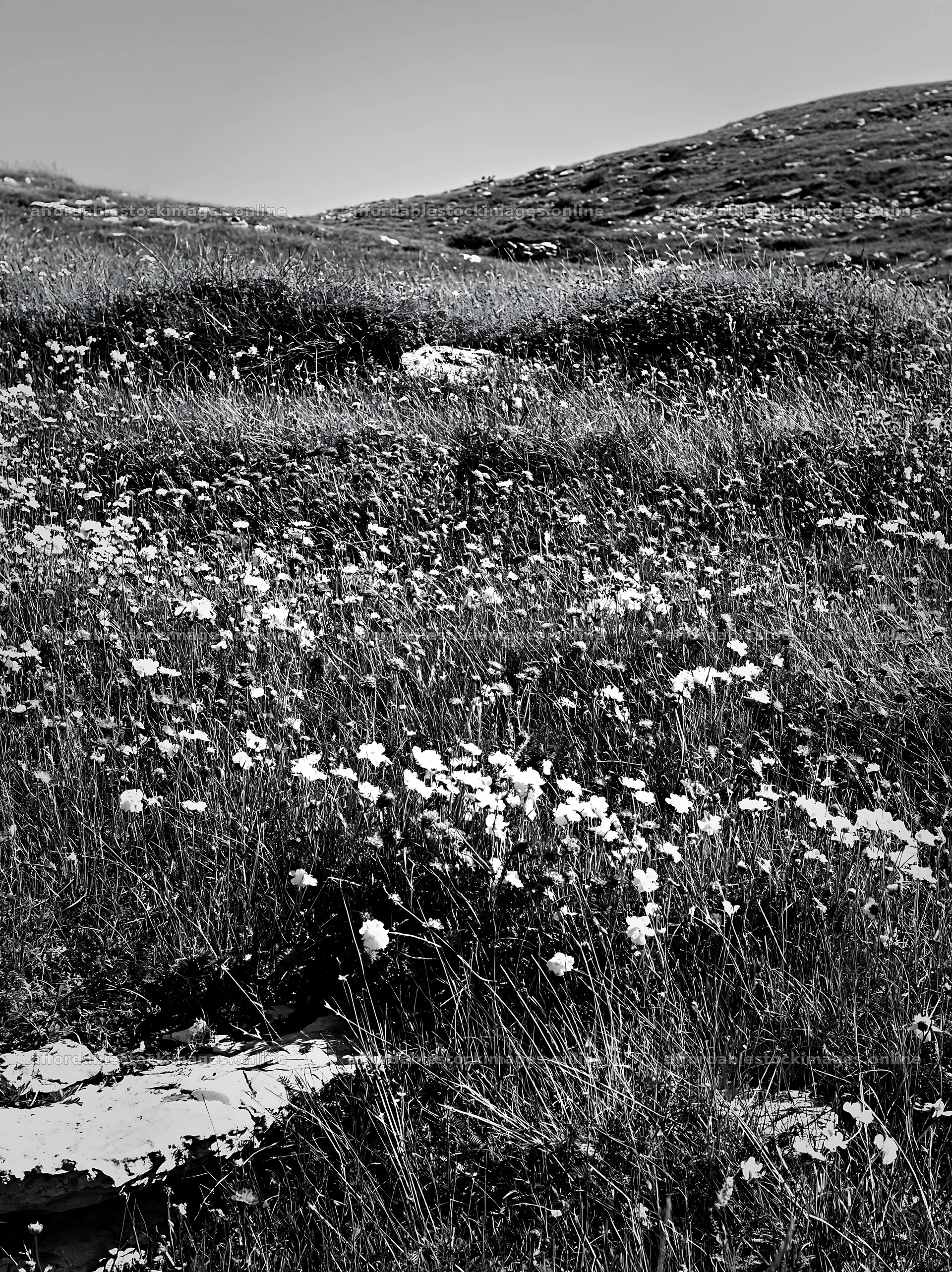 Sunny flowering limestone meadow with white blossoms – stock images 6866x9174
