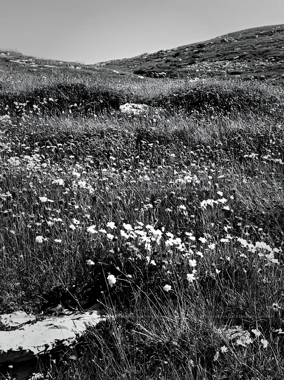 Sunny flowering limestone meadow with white blossoms – stock images 6866x9174