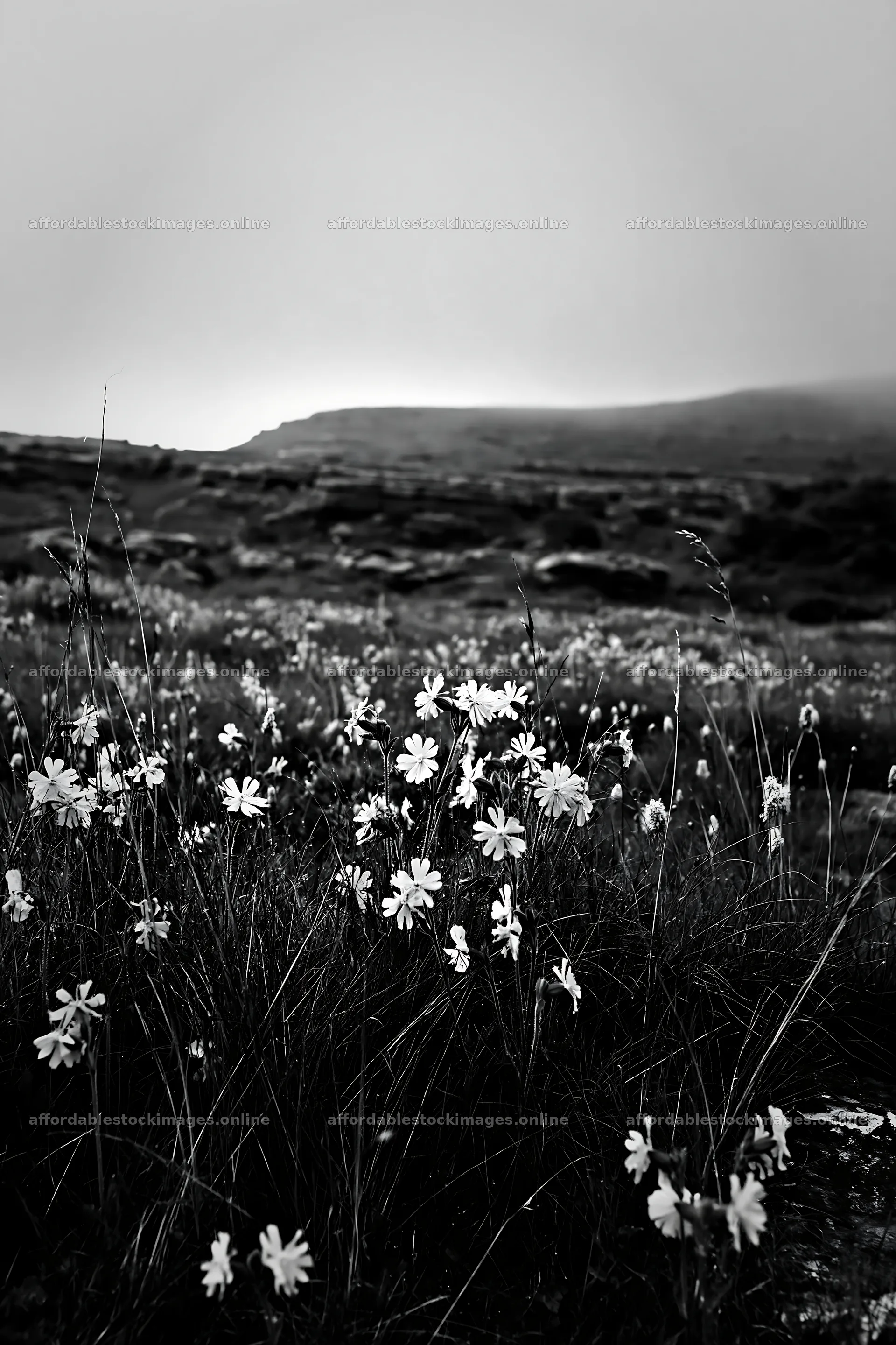 Meadow with campion flowers in black and white – stock images 6480x9722
