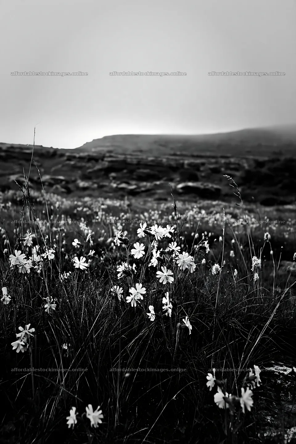 Meadow with campion flowers in black and white – stock images 6480x9722