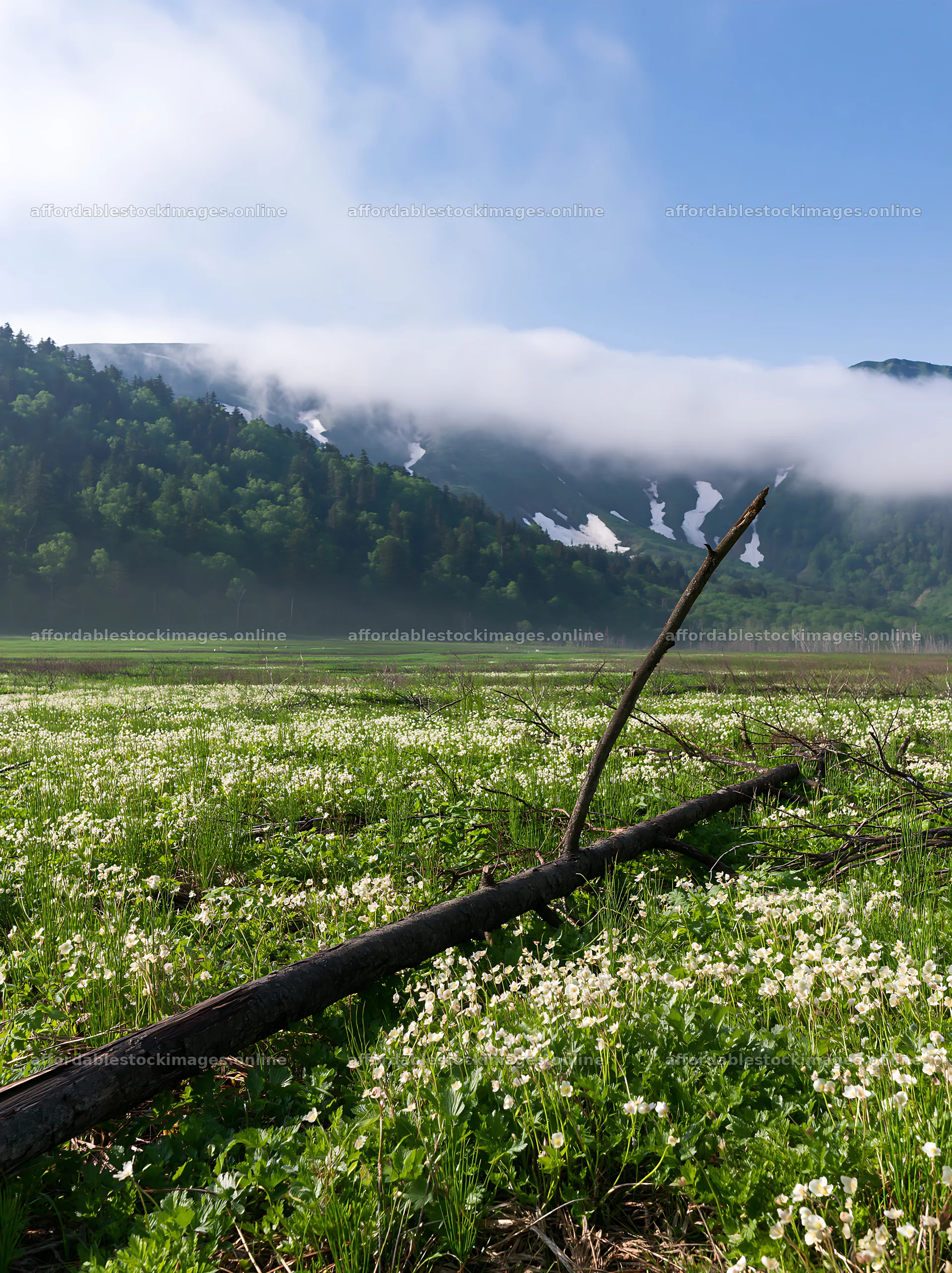 Yamagata rewilded meadow with fallen branch in foreground – stock images 6866x9174
