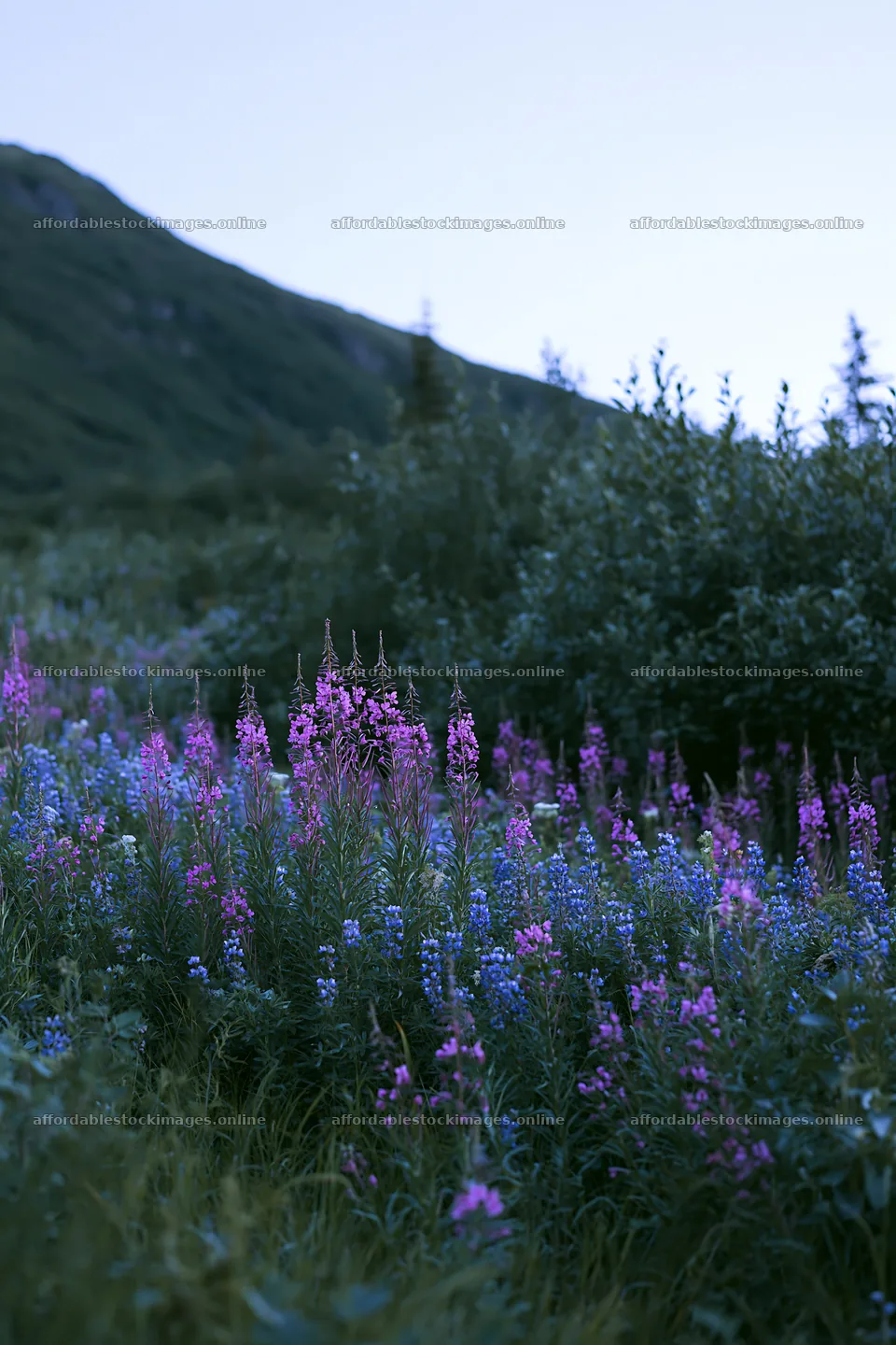 Fireweed and lupine meadow in the mountains during twilight – stock images 6480x9722