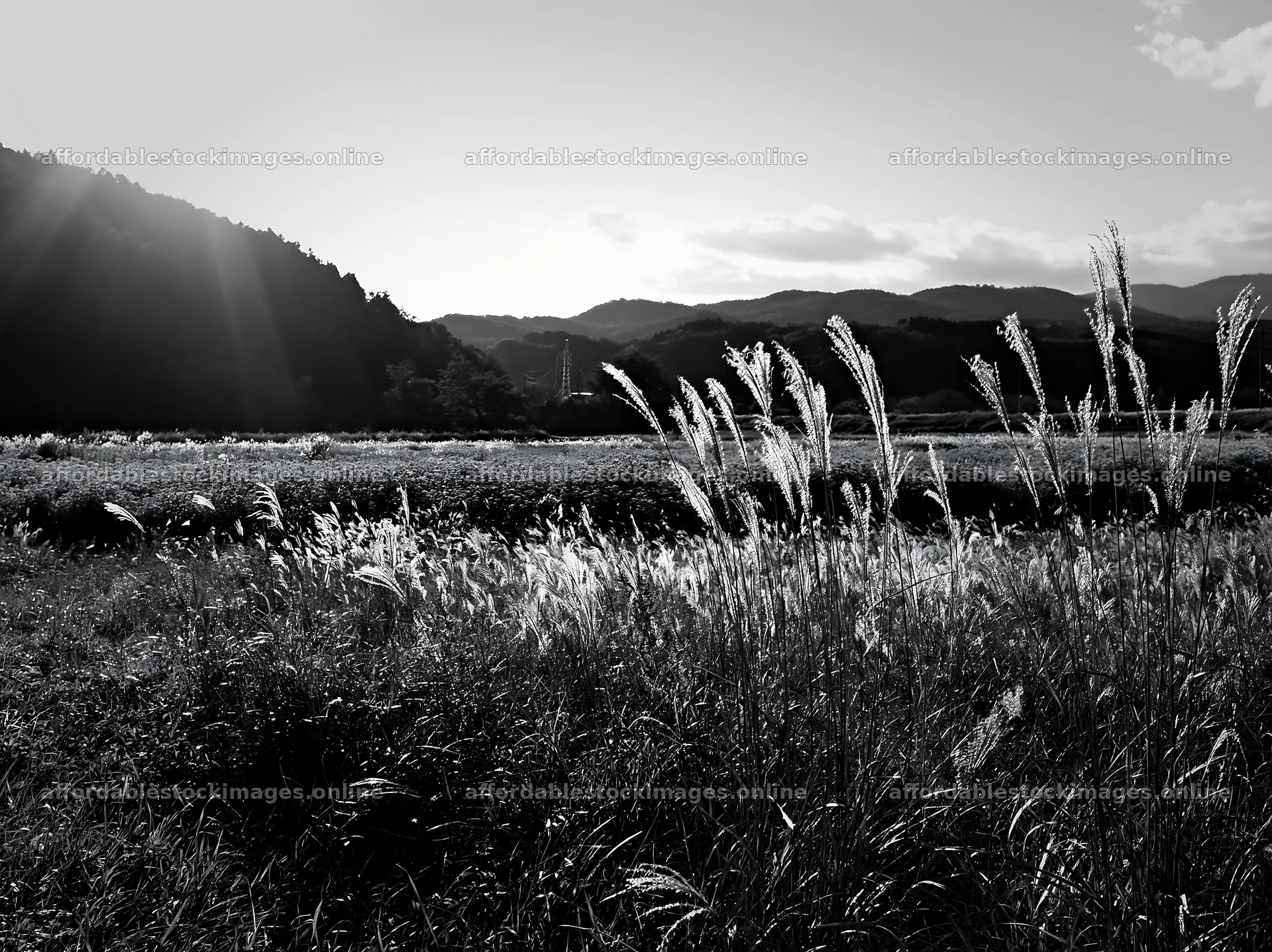 Aichi restored meadow autumn seedheads in the foreground – stock images 9174x6866