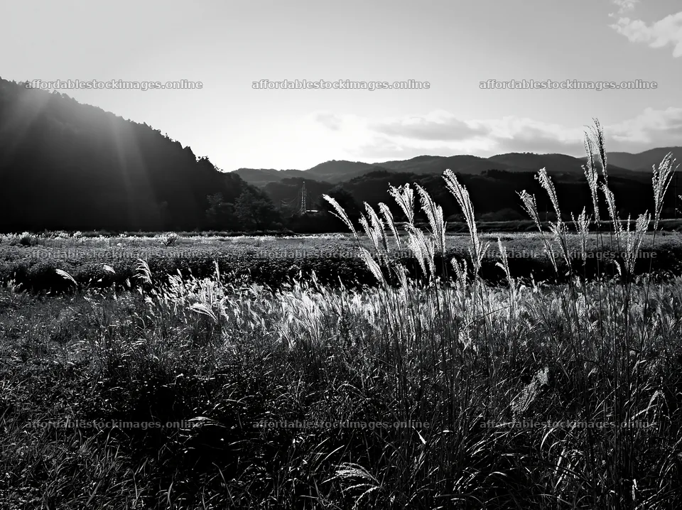Aichi restored meadow autumn seedheads in the foreground – stock images 9174x6866