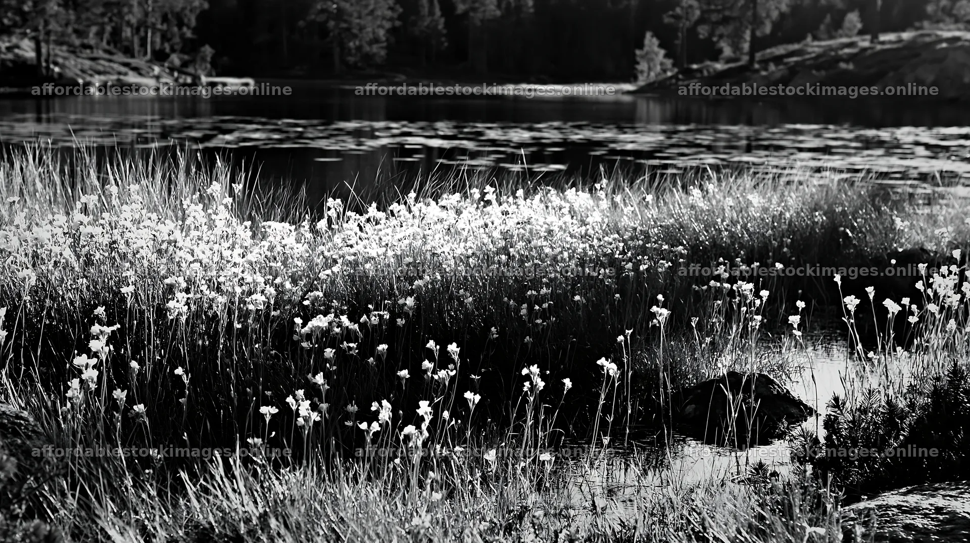 Sunlit lakeside meadow with flowers and water reflections – stock images 10608x5938