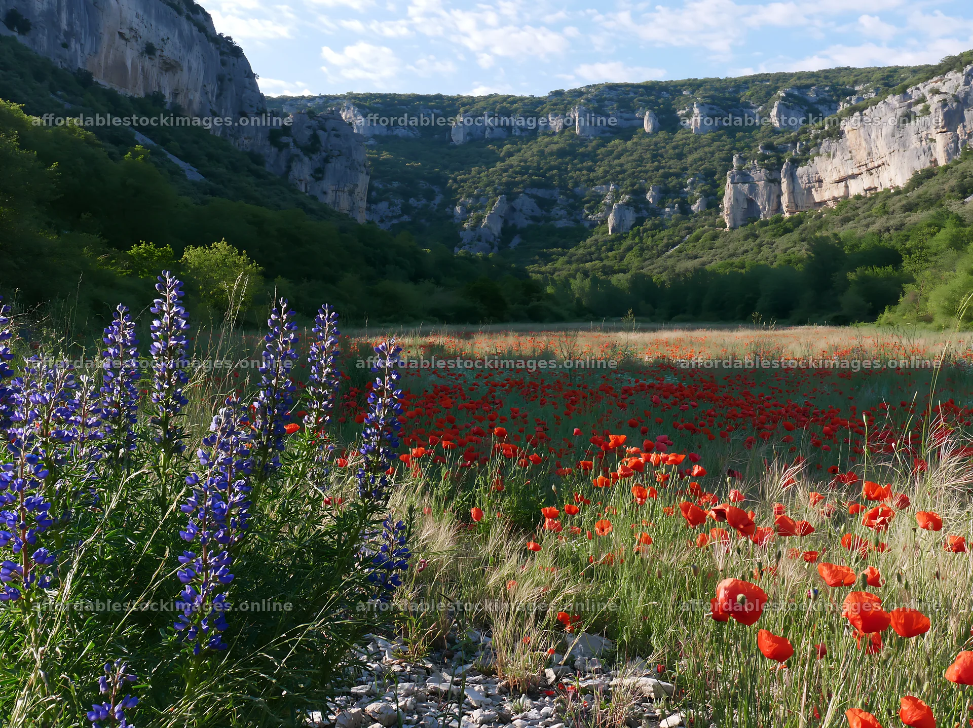 Poppy and larkspur flowers in a meadow near cliffs – stock images 9174x6866