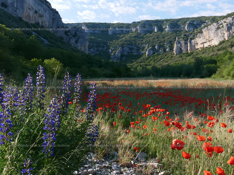 Poppy and larkspur flowers in a meadow near cliffs – stock images 9174x6866