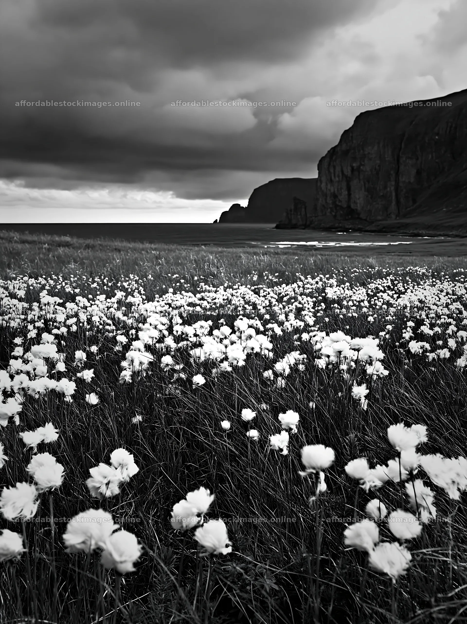 Cottongrass meadow by the sea under a cloudy sky – stock images 6866x9174