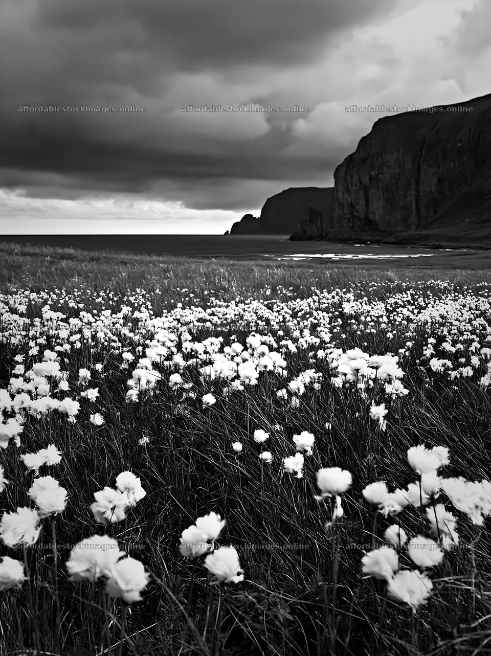 Cottongrass meadow by the sea under a cloudy sky – stock images 6866x9174