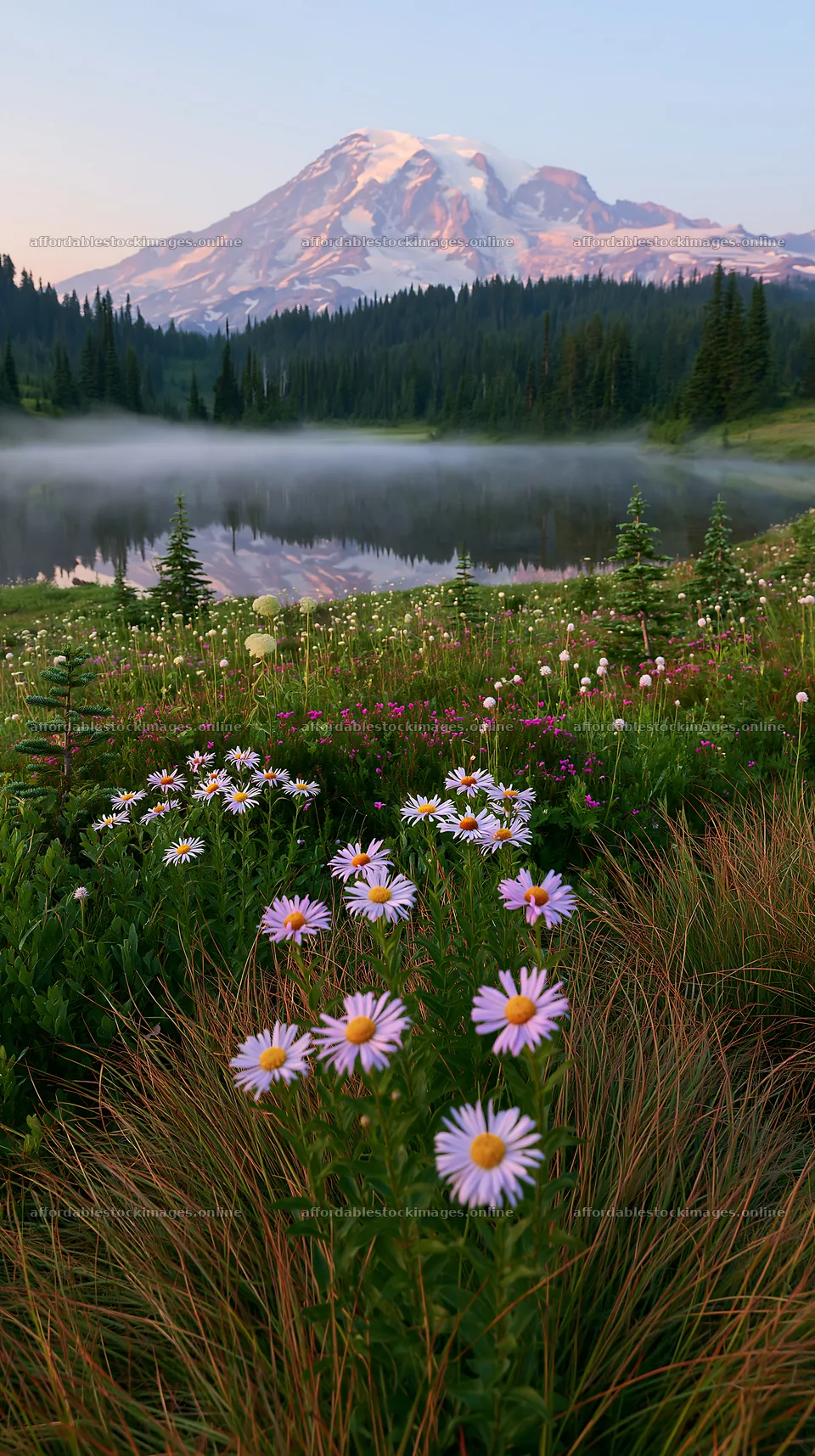 Mount Rainier wildflower meadow at sunrise near the lake – stock images 5938x10608