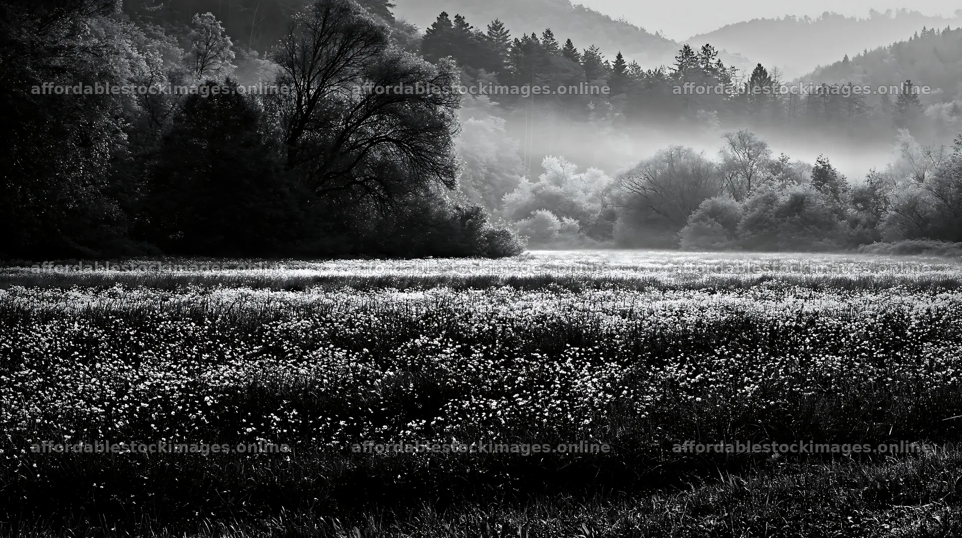 Hungarian meadow along wooded valley with misty background – stock images 10608x5938