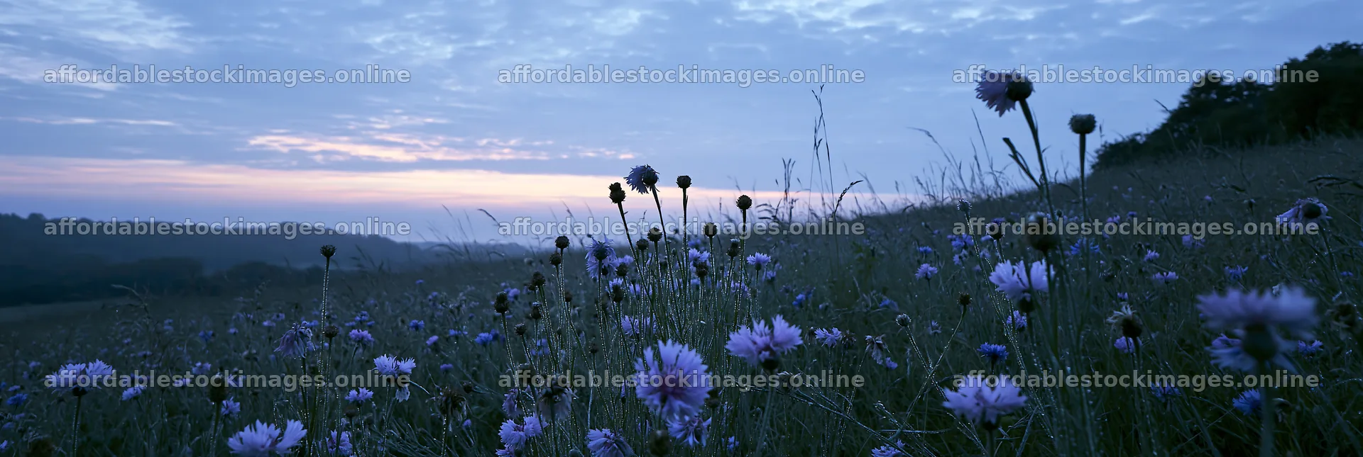 Meadow with dew and flowers at dawn – stock images 13690x4602