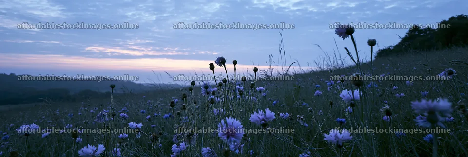 Meadow with dew and flowers at dawn – stock images 13690x4602