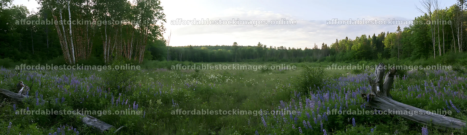 Expansive Christmas meadow with lights and driftwood – stock images 14762x4268