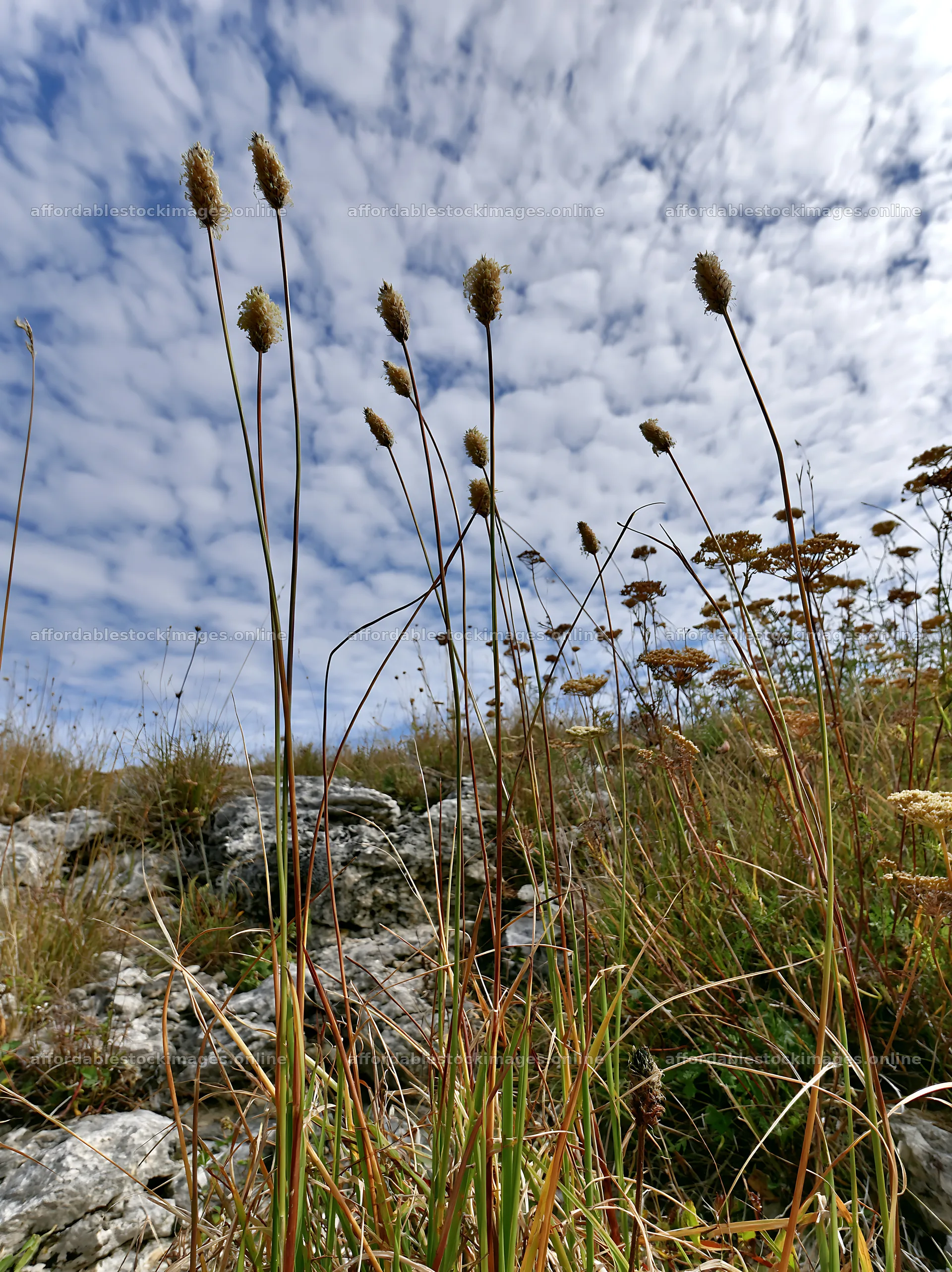 Seedhead meadow under cloudy sky – stock images 6866x9174