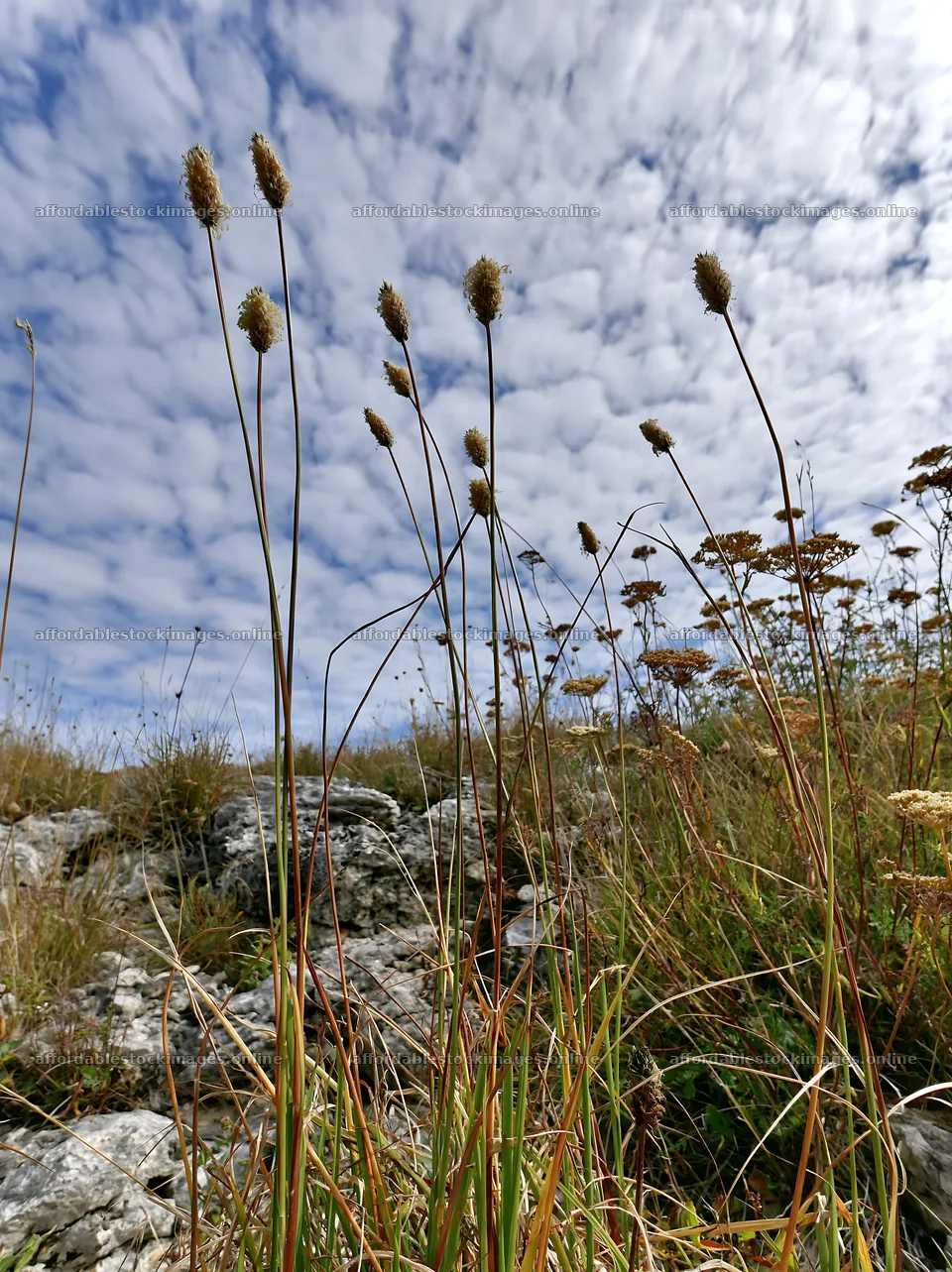 Seedhead meadow under cloudy sky – stock images 6866x9174