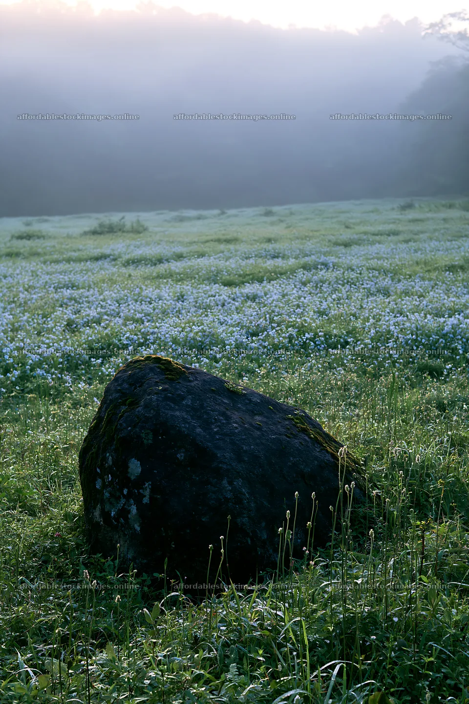 Misty meadow with moss covered stone in Shimane – stock images 6480x9722