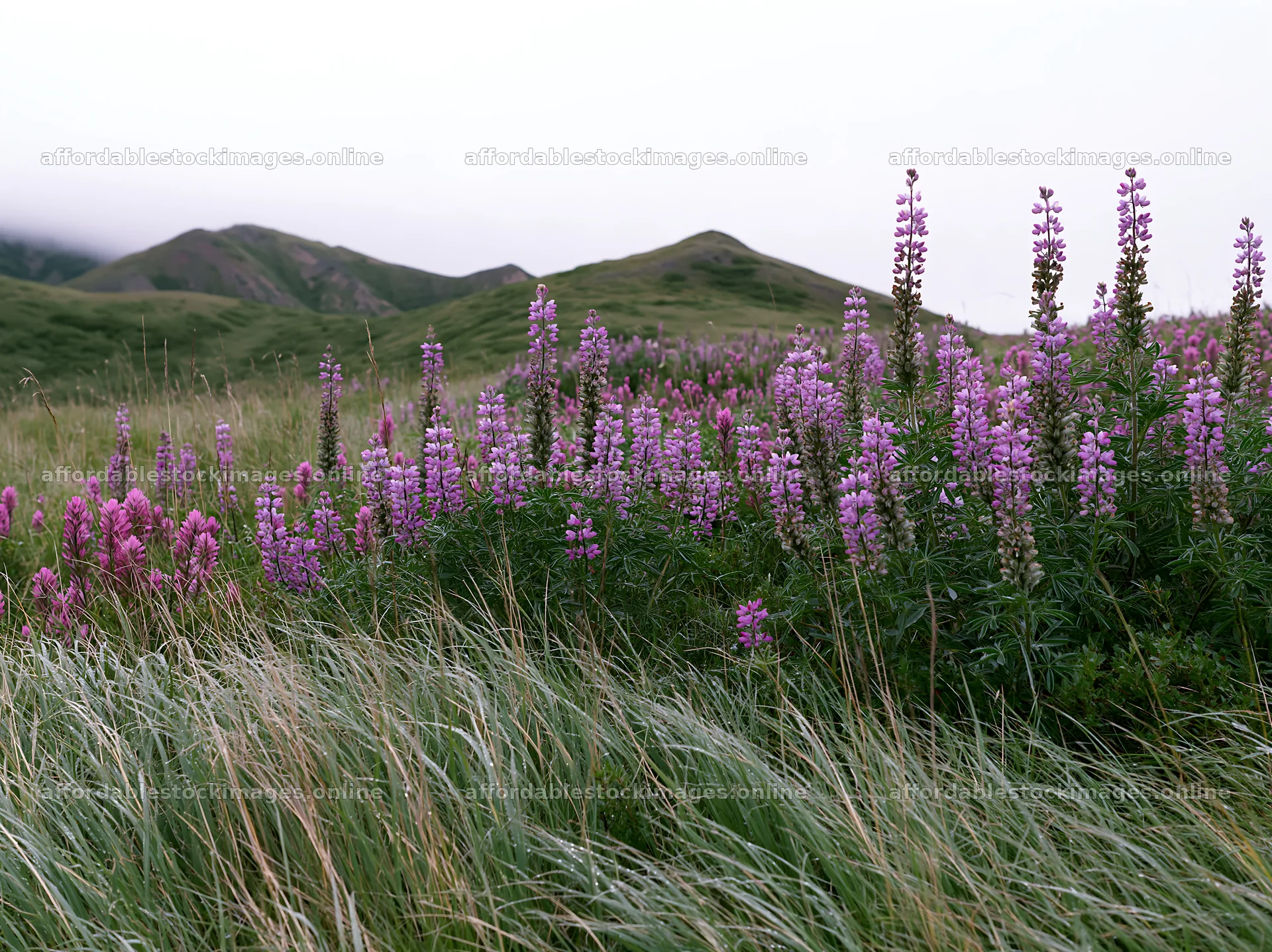 Fireweed lupine meadow filled with vibrant purple flowers – stock images 9174x6866