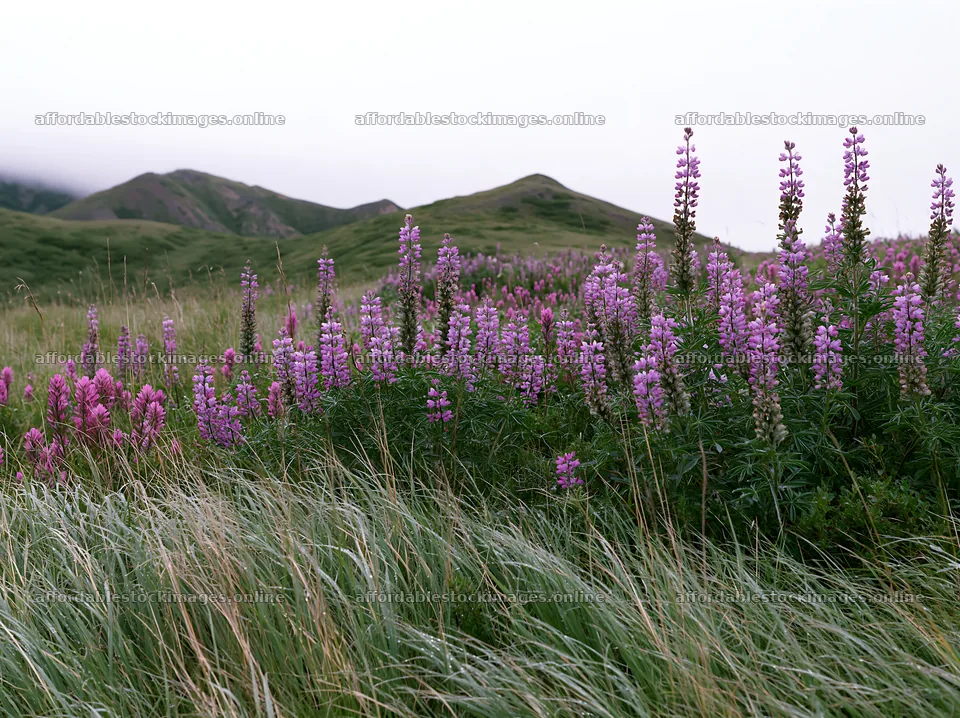 Fireweed lupine meadow filled with vibrant purple flowers – stock images 9174x6866