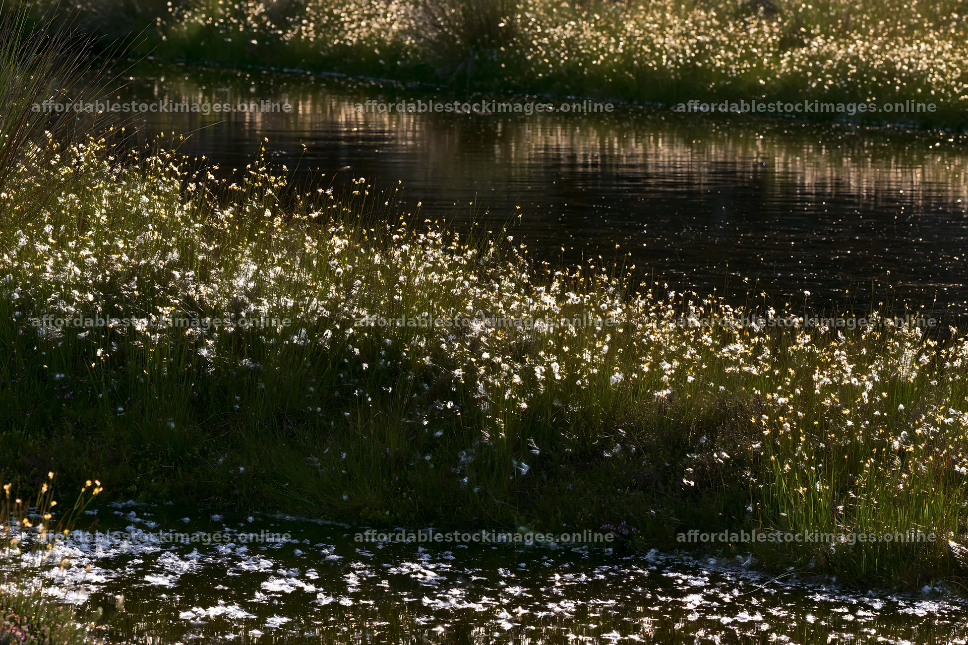 Cottongrass meadow glow with reflections on water – stock images 9722x6480