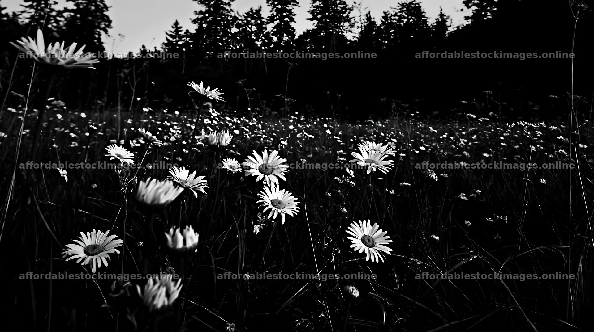 Tall grass meadow with wildflowers in evening light – stock images 10608x5938