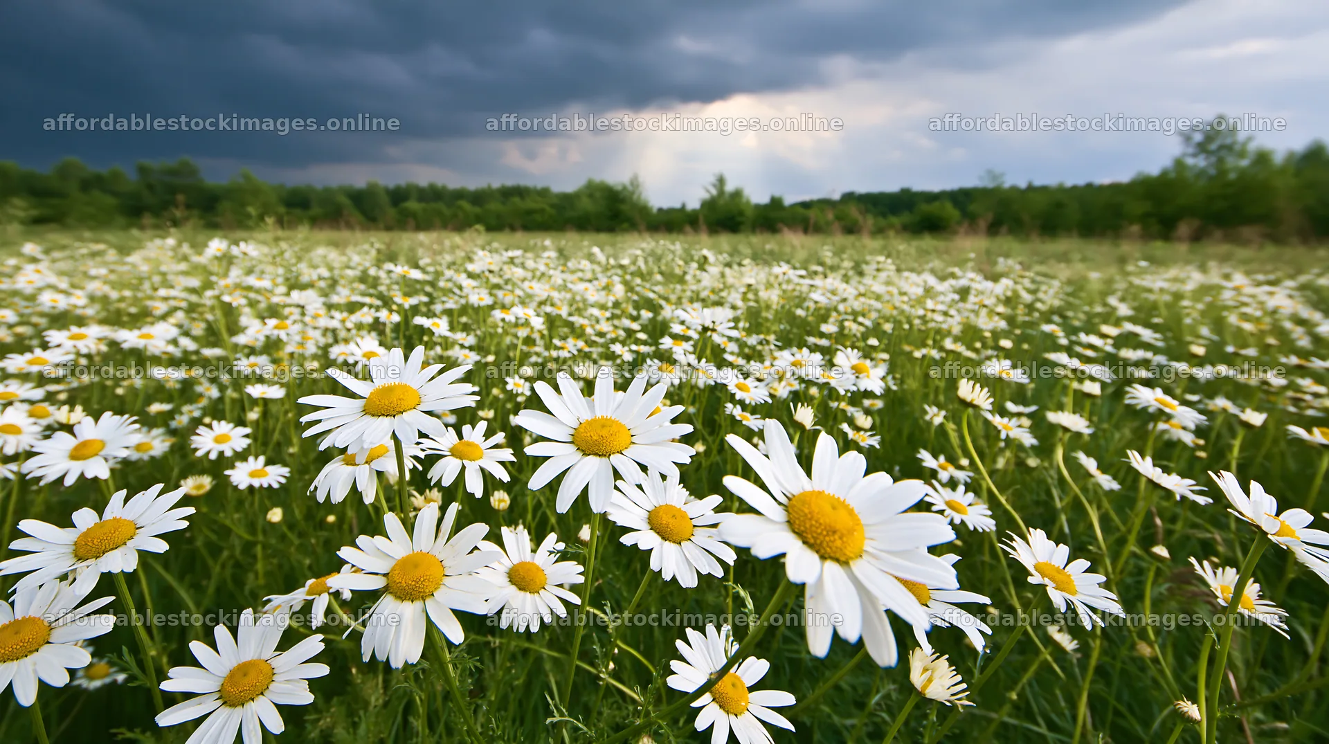 Chamomile meadow under cloudy sky in summer – stock images 10608x5938